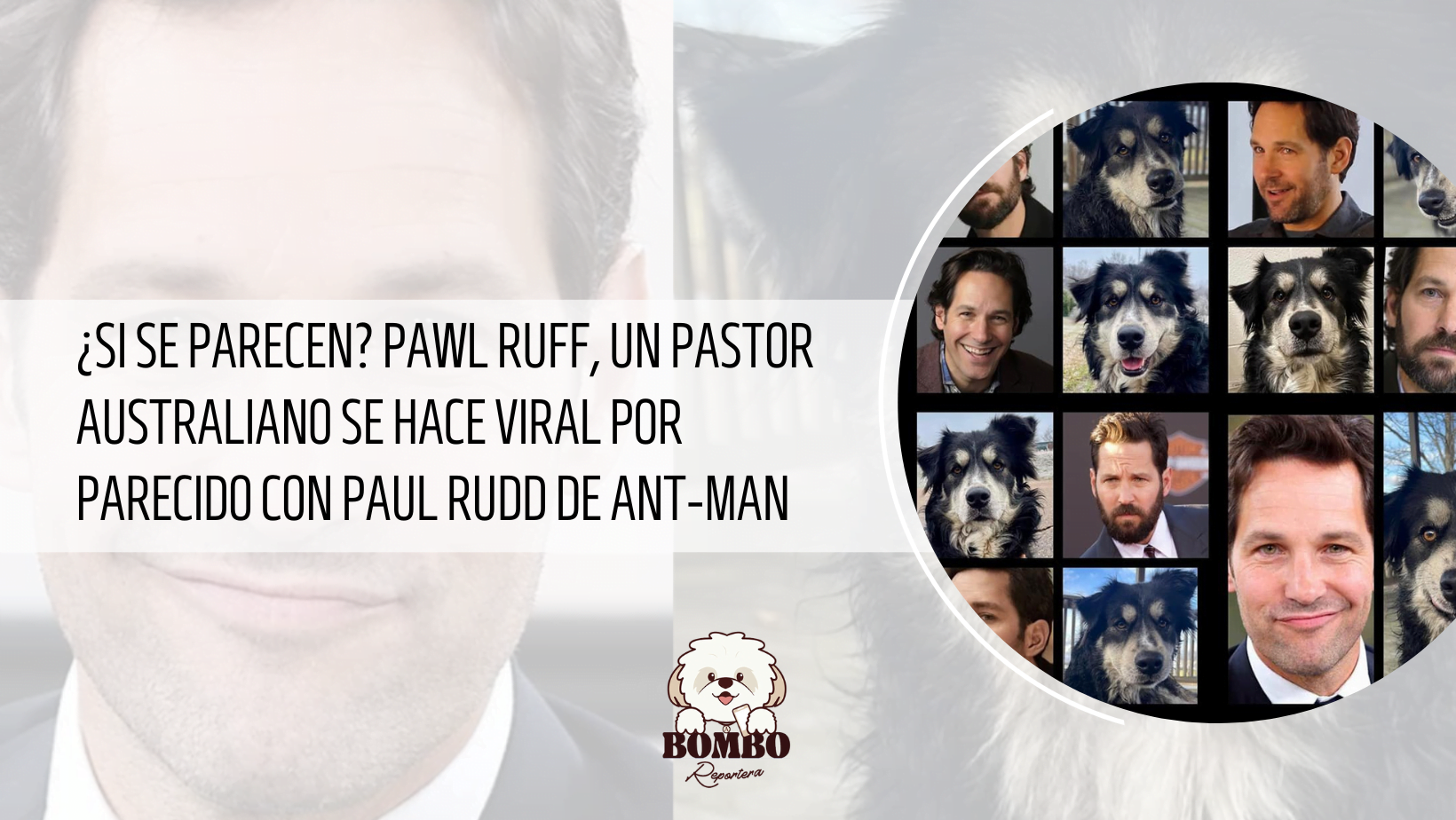 Paul Ruff Dog ¿Si se parecen? Pawl Ruff, un pastor australiano se hace viral por ...
