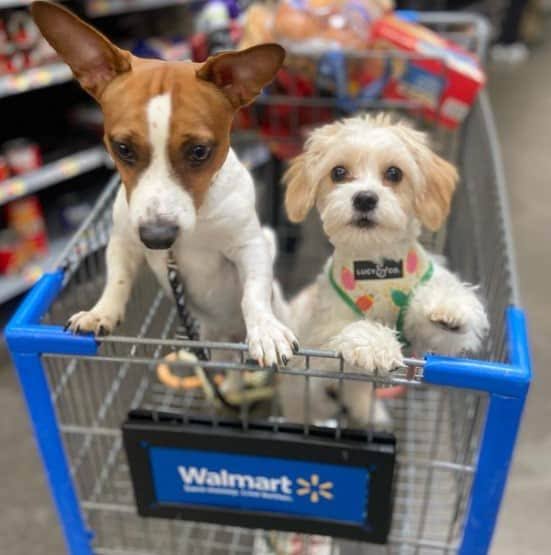 Sucursales de Walmart se vuelven PET FRIENDLY. ACRÓPOLIS
