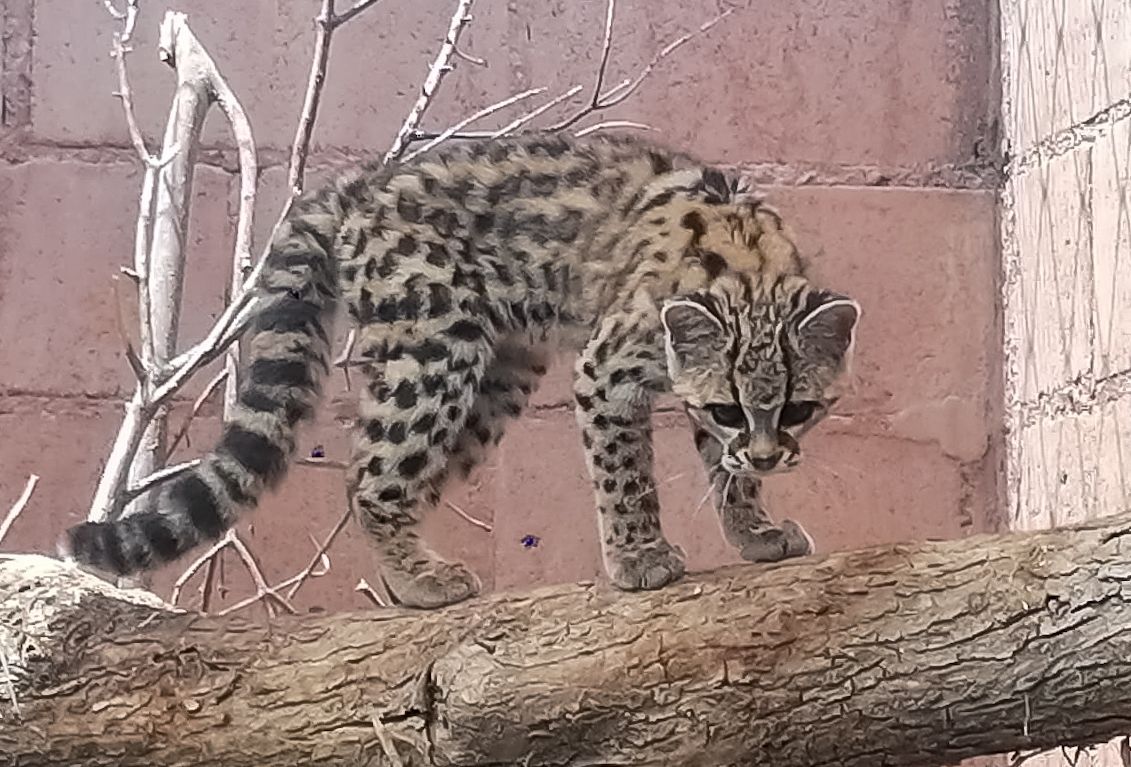 Unidad de Rehabilitación de Fauna Silvestre de Pachuca liberará 22 ejemplares en su hábitat natural