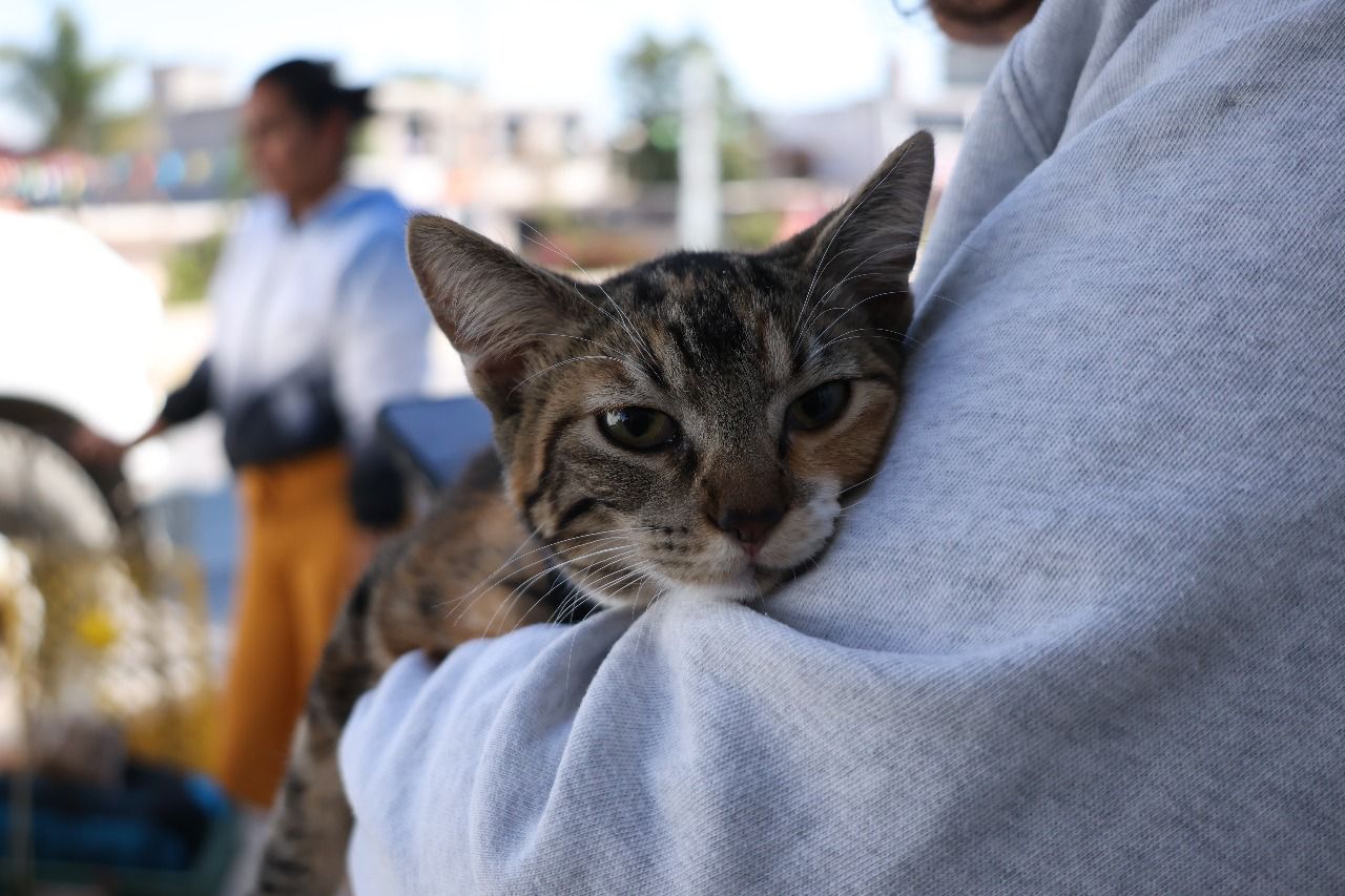 Tula e ITLA fortalecen acciones de bienestar animal con jornada de esterilizaciones e vacunación antirrábica
