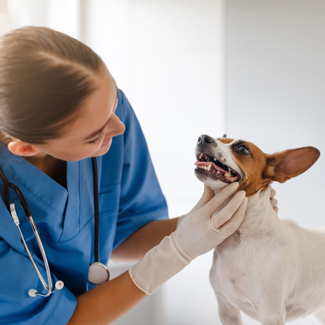 ¡Cuidado! Automedicar a tu mascota puede poner en riesgo su vida