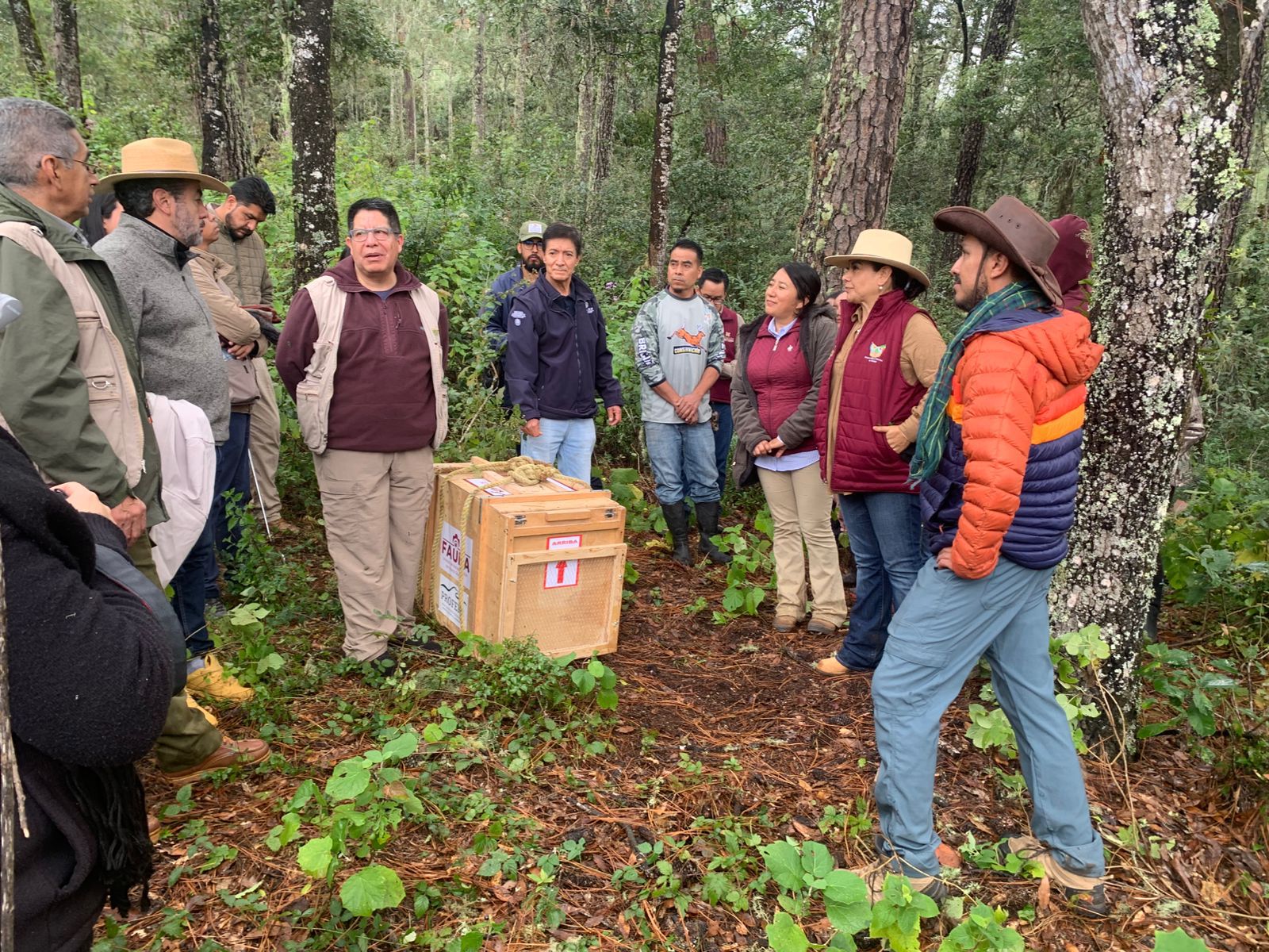 Pachuca lidera la liberación de tigrillo y zorras grises en el Parque Nacional Los Mármoles