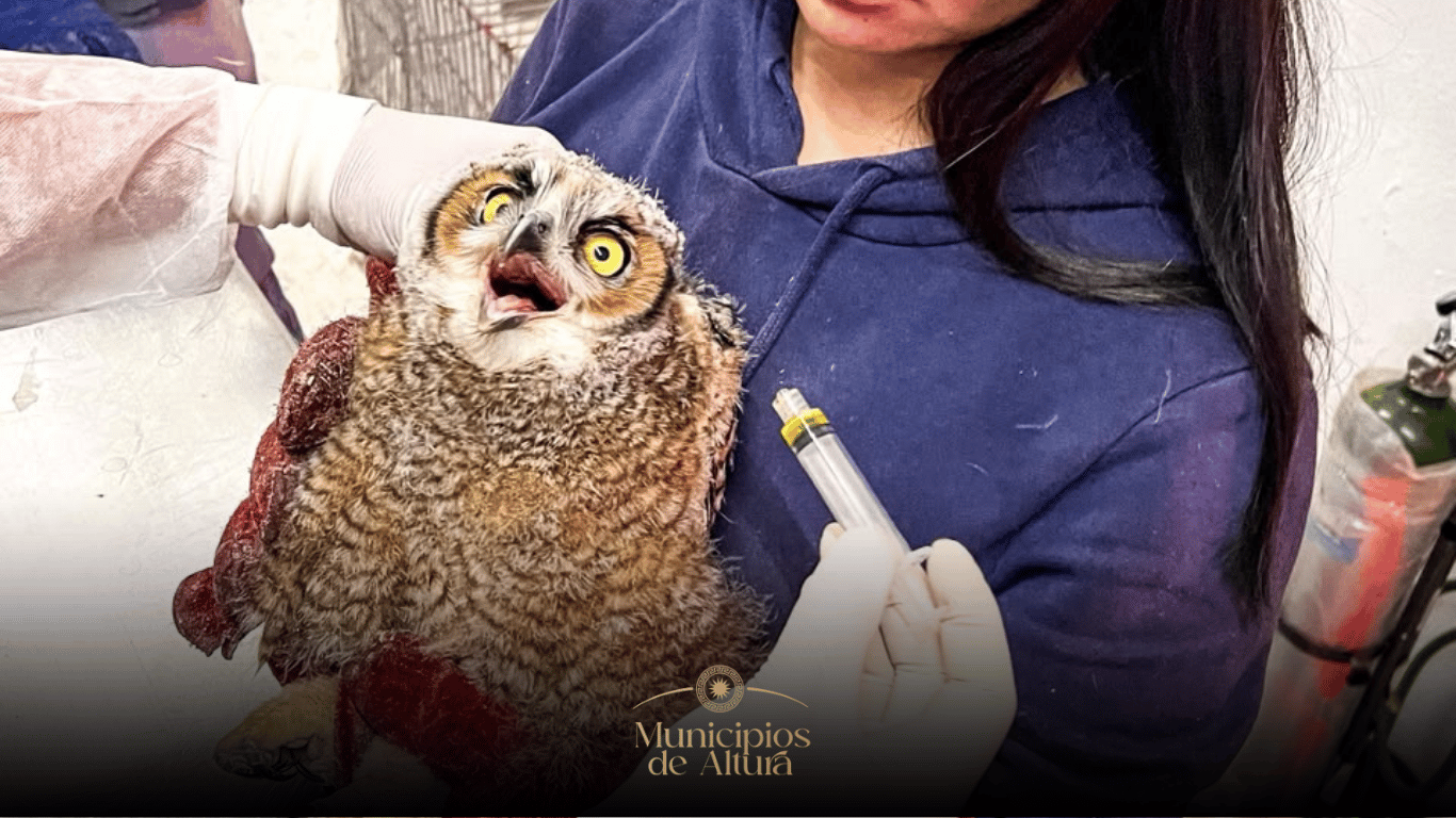 Pachuca destaca a nivel nacional con programa de formación profesional en la Unidad de Fauna